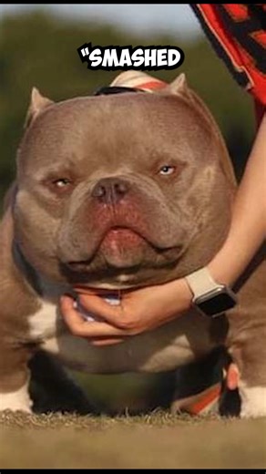 2K views | What is a smashed and slammed bully and why are they controversial? | Know Your Meme | Facebook