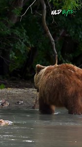 8.9K views · 522 reactions | Why can grizzly bears run faster than a racehorse, even with their massive size? #GrizzlyBear #BearFacts #Wildlife #WildAnimals #AnimalFacts #NatureLovers #WildlifePhotography #BearLife #NatureFacts #UntamedNature #AnimalKingdom #WildlifeWorld #BearPower #NatureExplore #ForestLife #WildCreatures #DiscoveryWildlife #ExploreNature #AnimalPlanet #TrendingNature #fblifestyle | WildByte | Facebook