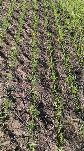 Floricica din petarde cu 3 focuri #pyro #vuurwerk #polenboller #firecracker #everyone