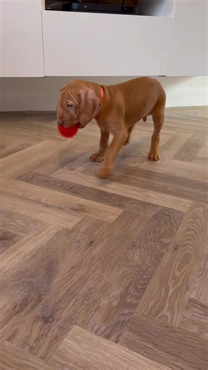 Spoilt baby x #dog #vizsla #puppies #cutedog #trending