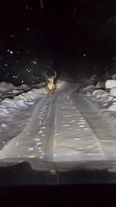 111K views · 1.6K reactions | Un cerb frumos aleargă prin noaptea înghețată a iernii în Maramureș.  Borşa, Maramureş, România | Direct MM | Facebook