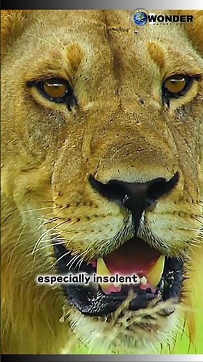 Roar into the Wild: The Majesty of Lions!