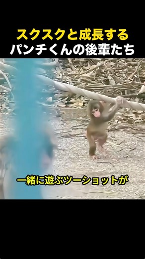 スクスクと成長するパンチくんの後輩たち