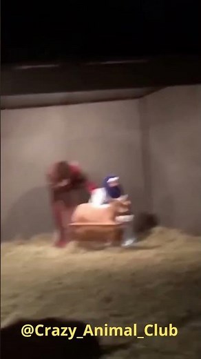 GOATS ARE THE BEST!! #shorts #animalcompilation