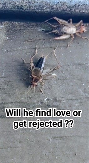 Cricket Courtship Dance: A Closeup Look at a Male Cricket's Attempt to Attract a Female