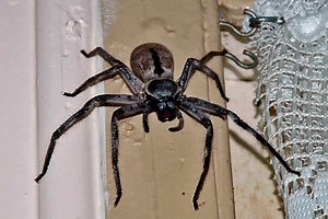 The World’s Biggest Spiders and What They Hunt