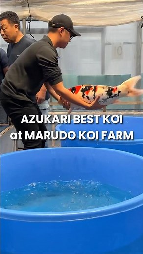 Azukari the BEST NISHIKIGOI #koi #koifish #nishikigoi #japan #koifarm