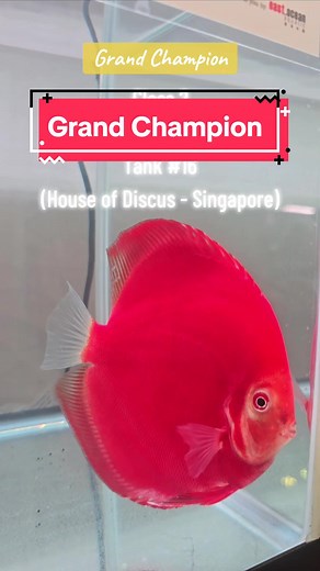 Kei ケイ (@keigenstar) - Discus Club Singapore - 17th National Competition Highlights