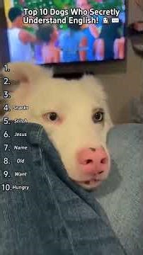 "My Dogs Understand Every Word I Say… FBI Open Up! …and It’s Kinda Scary😂"