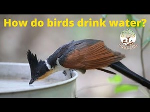 How do birds drink water? Beautiful Video of birds drinking water explained