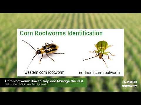 Corn Rootworm: How to Trap and Manage the Pest