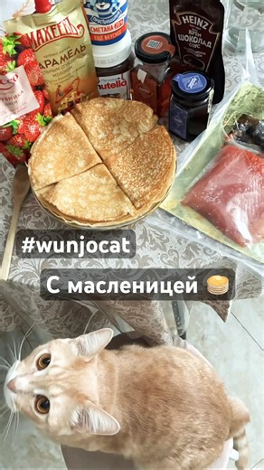 К поеданию блинов готов 😸#cat #wunjotravelcat #wunjo #кот #масленица #котики