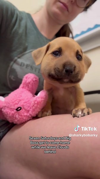 Clouds’ Bee Sting Update | Puppy Rescue and Adoption