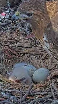 Arthur Delivers A Still-Moving Snake, Big Red Offers Her Hatchling Its First Meal