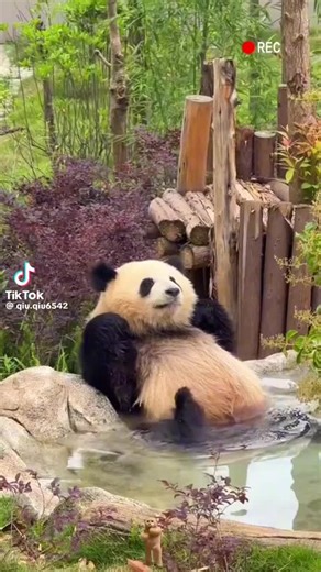 SIS SIONG (@sis.siong)’s videos with 原声 - SIS SIONG