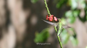 More hummingbird slomo. With all the available flowers, I found it funny it wanted the flower that the bumblebee was feeding on. Enjoy! | Fish Guy Photos