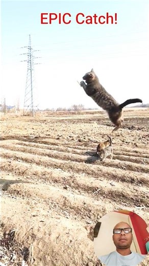 😾EPIC Catch! 😼 Cat Shows Off Insane Reflexes😼#shorts #shortfeed #usashorts #usacat #flying cat #cute