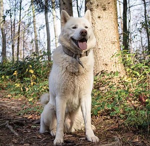 What you need to know about the rare White Malamute - K9 Web