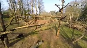 The chimps armed themselves with sticks against the hovering intruder. Read more: http://nbcnews.to/1JEoeWd | NBC News