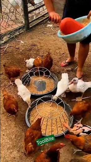 Perfect Poultry Feeder for Chickens & Ducks! #poultry