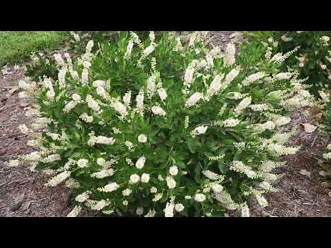 Clethra Summersweet Vanilla Spice