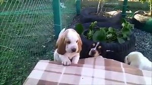19K views · 837 reactions | Basset Hound puppies via popovaoskar32 | BuzzSharer Basset Hounds | Facebook