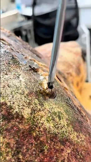 Harlow’s Final Barnacle Removal Session | Part 4.1 🐢