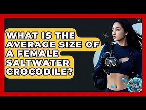 What Is The Average Size Of A Female Saltwater Crocodile? - The Marine Life Explorer