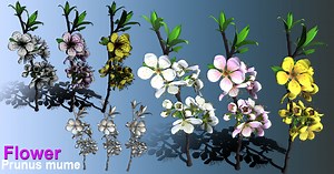 Flower Prunus Mume | 3D Flowers | Unity Asset Store