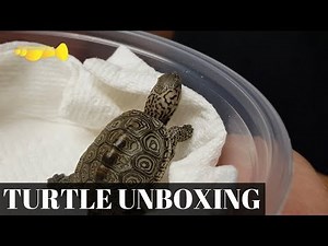 LIVE TURTLE UNBOXING!!! (Concentric Diamondback Terrapin Unboxing)