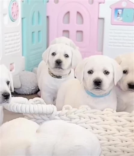 White English Labrador retriever Girls from Polar Bear & Posh II litter. They are seven weeks old! 🐾🐾🐾🐾🐾🐾🐾🐾 #WhiteEnglishLabrador #LabradorRetriever #LabradorPuppyLove #DogLoversOfInstagram #PuppyPerfection #LabradorLife #GentleSoulDog #WhiteLabPuppy #DogsofInsta #InstaPuppy #FluffyCompanion #DogPhotography #DailyDogJoy #CutePuppyAlert #EnglishLabrador #DogObsessed #PuppyGram #PuppyJoy #ManBestFriend #DogMomLife #PuppyEyes #LabradorNation #PuppyBliss #DogLoverCommunity #PuppyMagic #Sweet