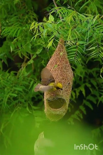 Amazing Bird Builds the Perfect Nest 🐦 | Nature’s Tiny Architect at Work!