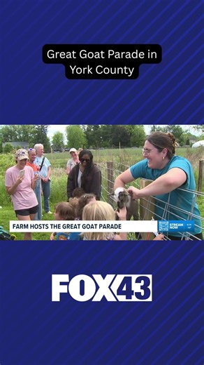 York County farm hosts Great Goat Parade