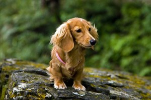 Light Red Long Haired Dachshund -  What Is This Coat Type And Is It Rare?