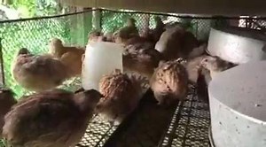 14 reactions | The first most important key towards a successful and profitable Quail farming in the Philippines is good genetics! Meat type Quails as an alternative source of income for our Pinoy farmer. | Free-Range Poultry Central | Facebook