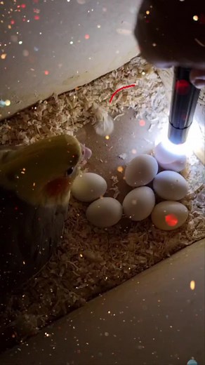Cockatiel Family: Hatching Eggs and Care Tips