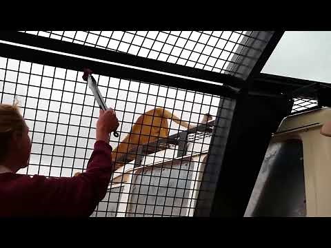 Take the walk of the brave with Lions 360 at Monarto Zoo