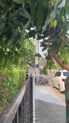 From Tree to Table 🥭 Mango Harvest at My Chiang Mai Home | Simple Life Vlog