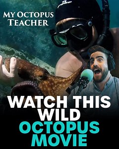 8.9K views | This Octopus movie on Netflix might be heartwarming but it's also WILD  ...you should definitely watch it  | Matty Acton | Facebook