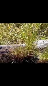 647K views · 3.4K reactions | greedy python | Bhojpuriya Khabar HDTV | Facebook