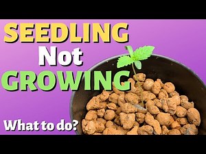 DWC Plant Not Growing - Common Cause and Solution