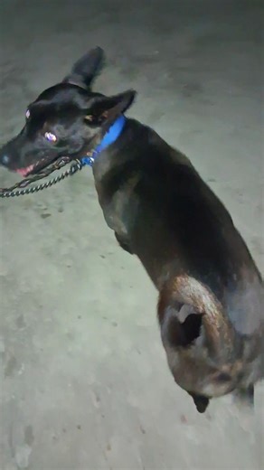 Aaj bohot thanndi hawa chl rhi hai !!! 🐶 #akkucandy283 #shortsfeed #viralvideo #dog #shorts #funny