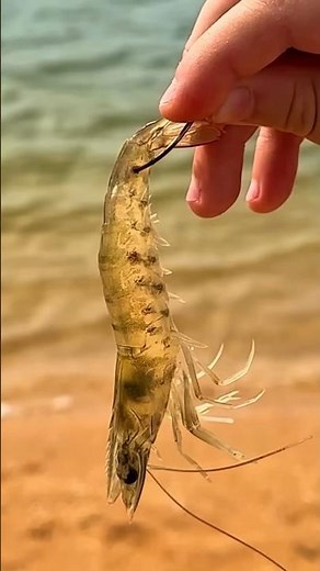 How to Rig a Live Shrimp. Two ways to hook live shrimp 🦐 #fishing