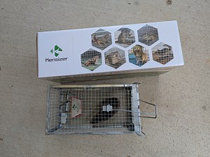 Watch The best mouse/mice trap that works on Amazon Live