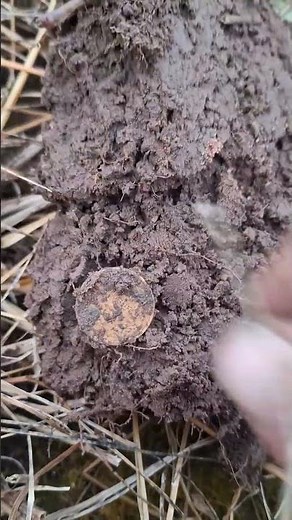 coin digging with xp deus1 #xp #metaldetecting #metalpix #coin