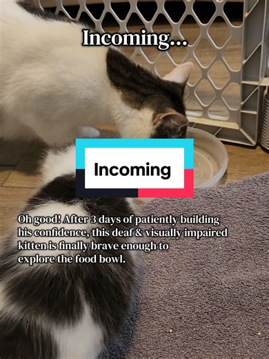 Back to the square one. #kittens #foster #fyp