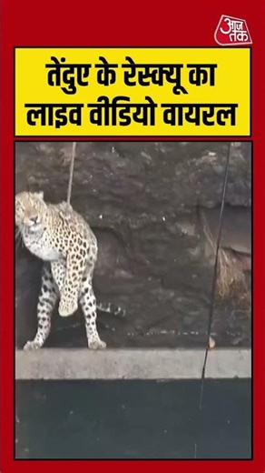 Bhavnagar: तेंदुए के रेस्क्यू का लाइव वीडियो वायरल #Bhavnagar #viral #shorts #trending #ATShorts