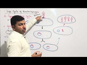 LYSOGENIC LIFE CYCLE OF BACTERIOPHAGE VIRUS , Lec # 13 ACELLULAR LIFE