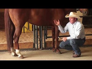 How to Remove Bot Flies from a Horse