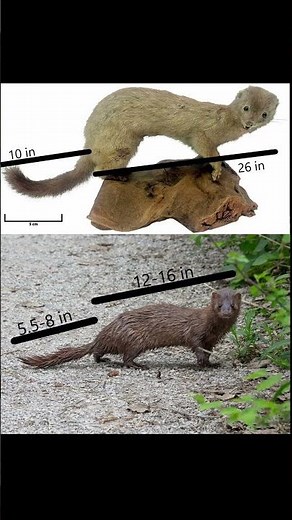 Sea Mink: An Extinct Species from New England